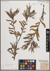 Foto von Salix eleagnos Scop.